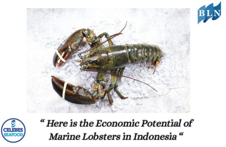 Here is the Economic Potential of Marine Lobsters in Indonesia